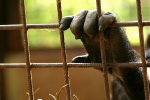 gorillas rejas