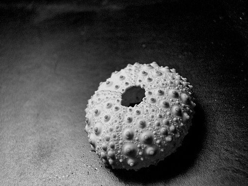 shell