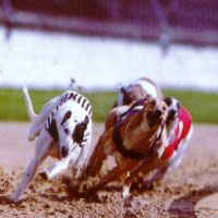 carrera de perros