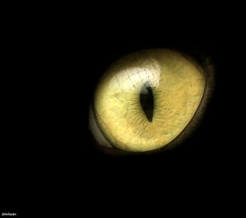 Ojo