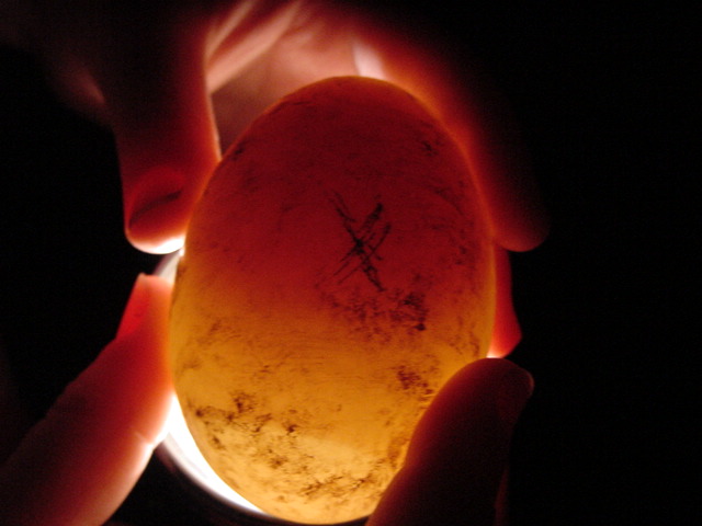 duck-egg-2