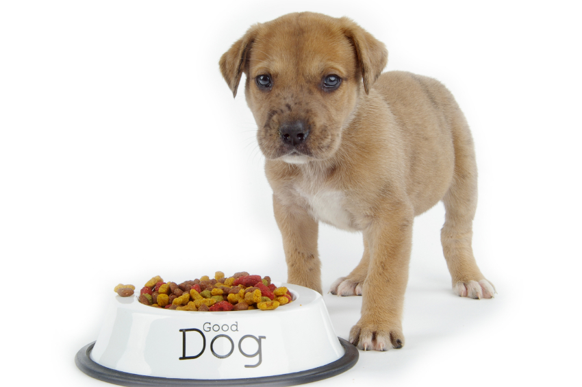 Comiendo tu propia comida de perro