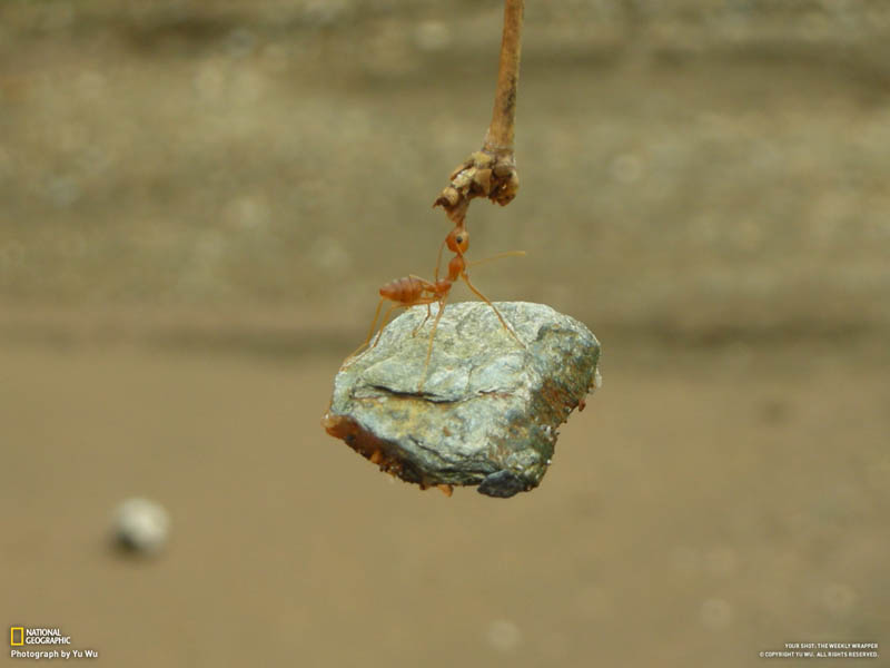 ant-biting-branch-and-holding-onto-lifting-rock